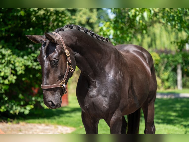 Zangersheide Castrone 3 Anni 166 cm in GROTE-BROGEL