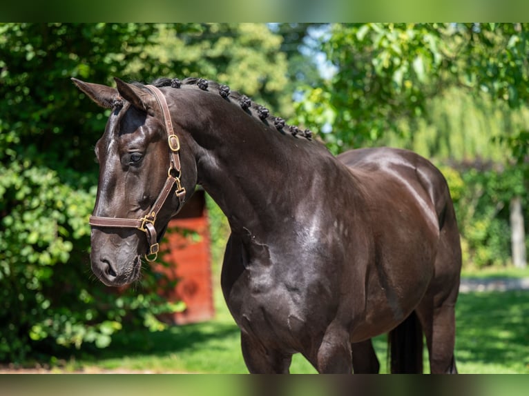Zangersheide Castrone 3 Anni 166 cm in GROTE-BROGEL