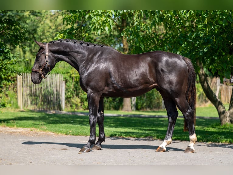 Zangersheide Castrone 3 Anni 166 cm in GROTE-BROGEL