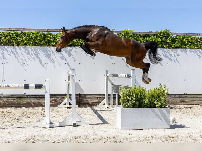 Zangersheide Castrone 3 Anni 166 cm in Waddinxveen