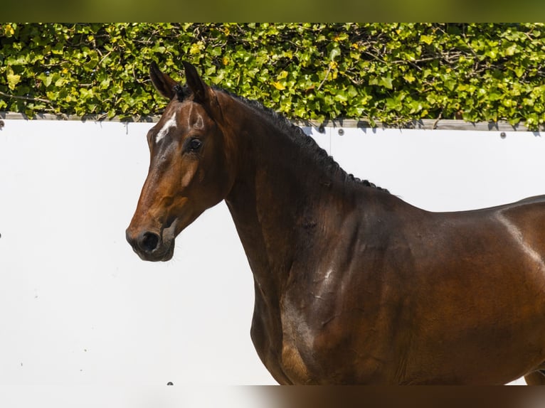 Zangersheide Castrone 3 Anni 166 cm in Waddinxveen