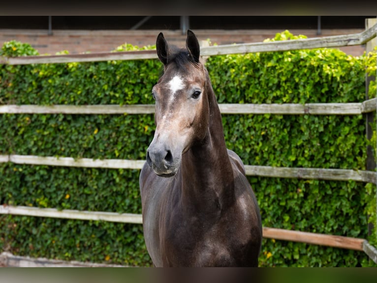 Zangersheide Castrone 3 Anni 166 cm Grigio in Waddinxveen