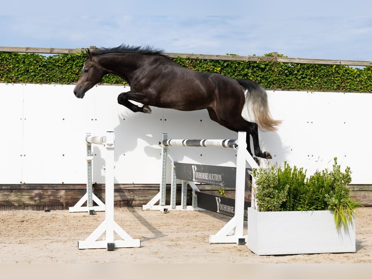 Zangersheide Castrone 3 Anni 166 cm Grigio in Waddinxveen