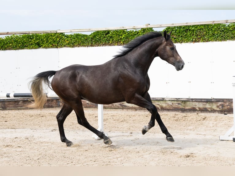 Zangersheide Castrone 3 Anni 166 cm Grigio in Waddinxveen