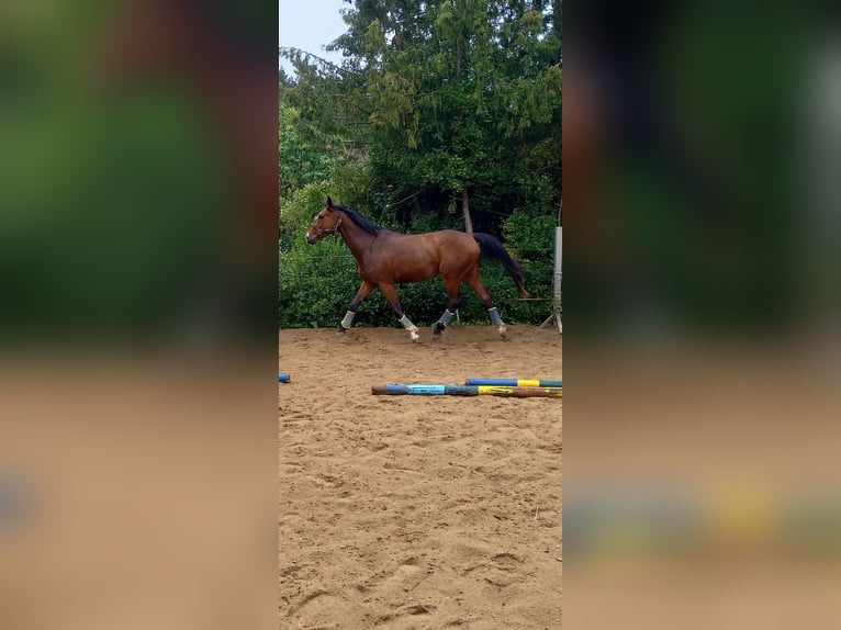 Zangersheide Castrone 3 Anni 167 cm Baio in Würzburg