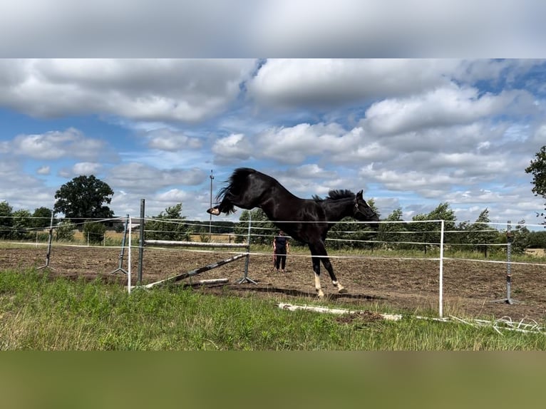 Zangersheide Castrone 3 Anni 167 cm Baio nero in Siedleczek