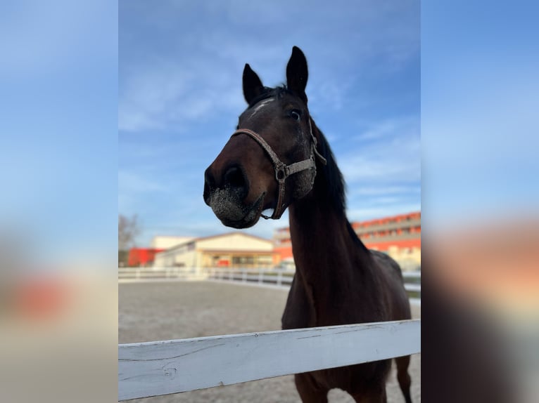 Zangersheide Castrone 3 Anni 168 cm Baio in Ehrenkirchen