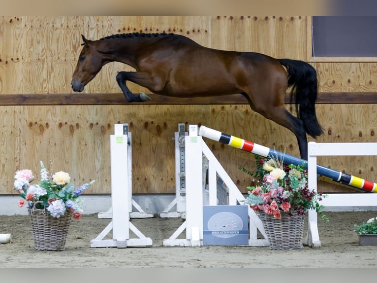 Zangersheide Castrone 3 Anni 168 cm Baio in Kinrooi