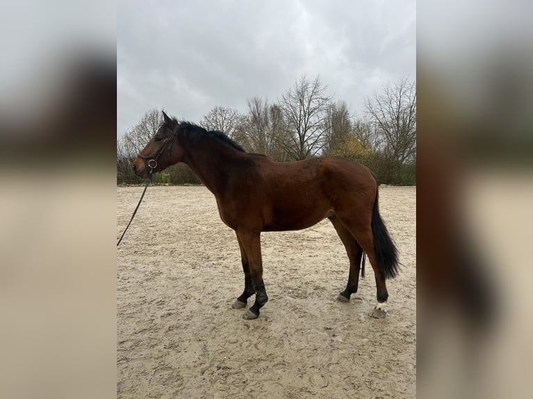 Zangersheide Castrone 3 Anni 168 cm Baio in Lille