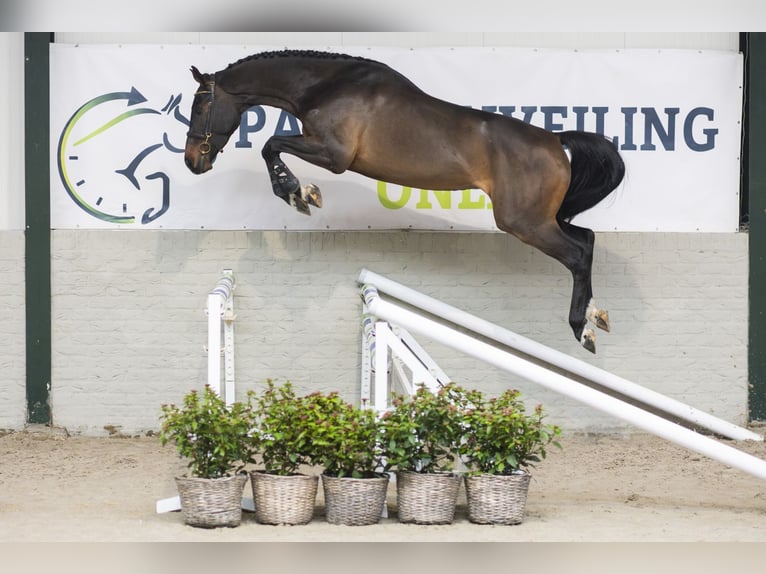 Zangersheide Castrone 3 Anni 168 cm Baio scuro in Heerde