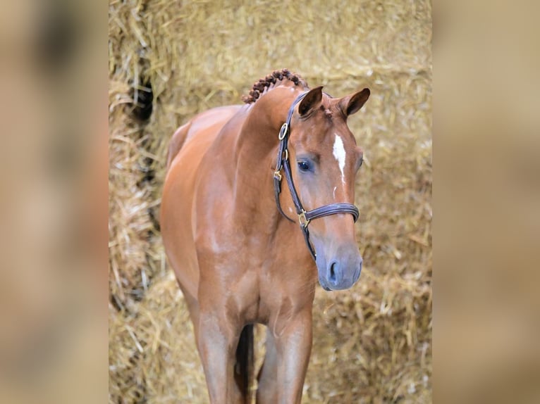 Zangersheide Castrone 3 Anni 168 cm  in Bladel