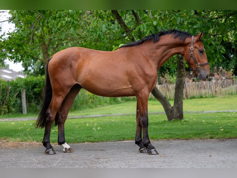 Zangersheide Castrone 3 Anni 168 cm in GROTE-BROGEL