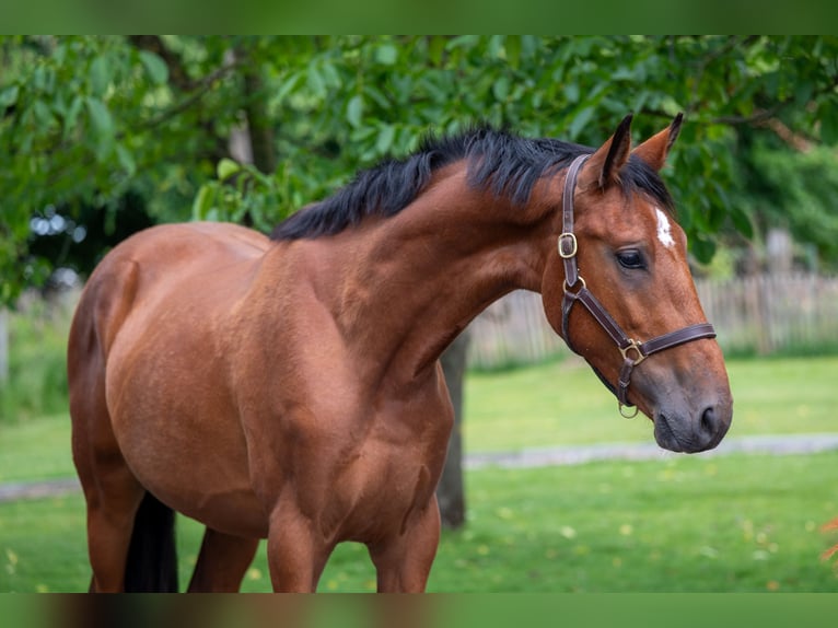 Zangersheide Castrone 3 Anni 168 cm in GROTE-BROGEL