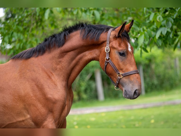 Zangersheide Castrone 3 Anni 168 cm in GROTE-BROGEL