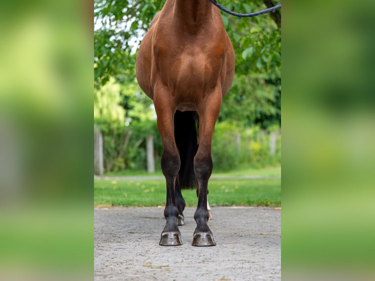 Zangersheide Castrone 3 Anni 168 cm in GROTE-BROGEL