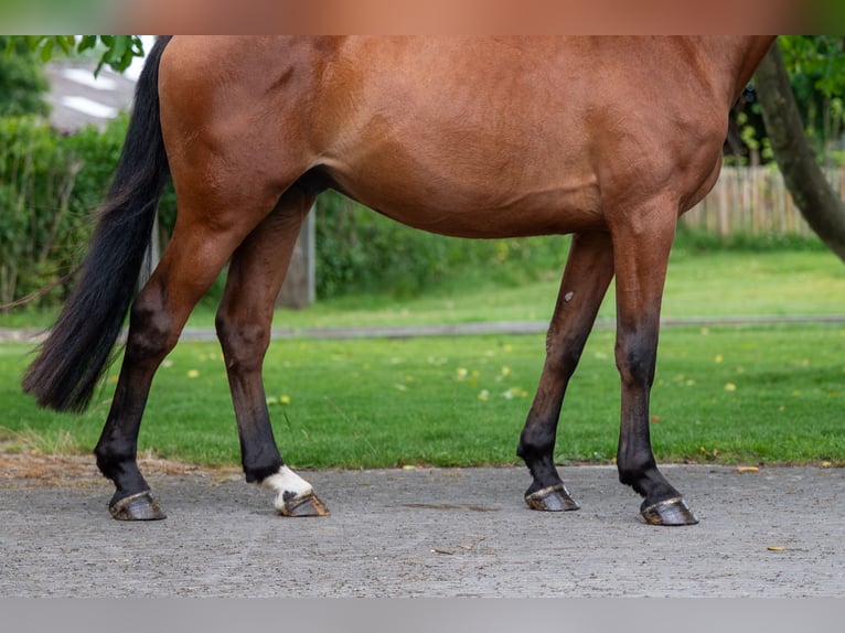 Zangersheide Castrone 3 Anni 168 cm in GROTE-BROGEL