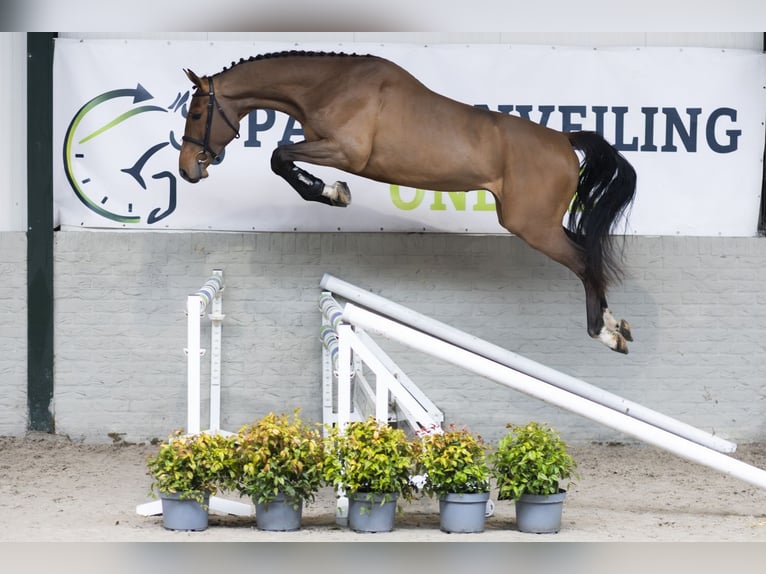 Zangersheide Castrone 3 Anni 168 cm  in Heerde