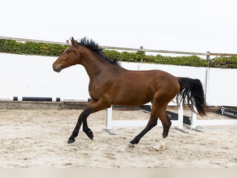 Zangersheide Castrone 3 Anni 168 cm  in Waddinxveen