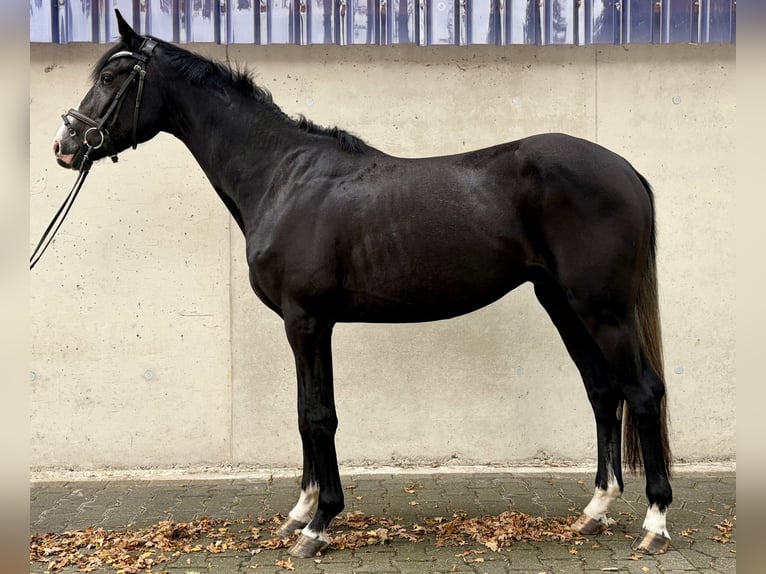 Zangersheide Castrone 3 Anni 168 cm Grigio in Harsewinkel