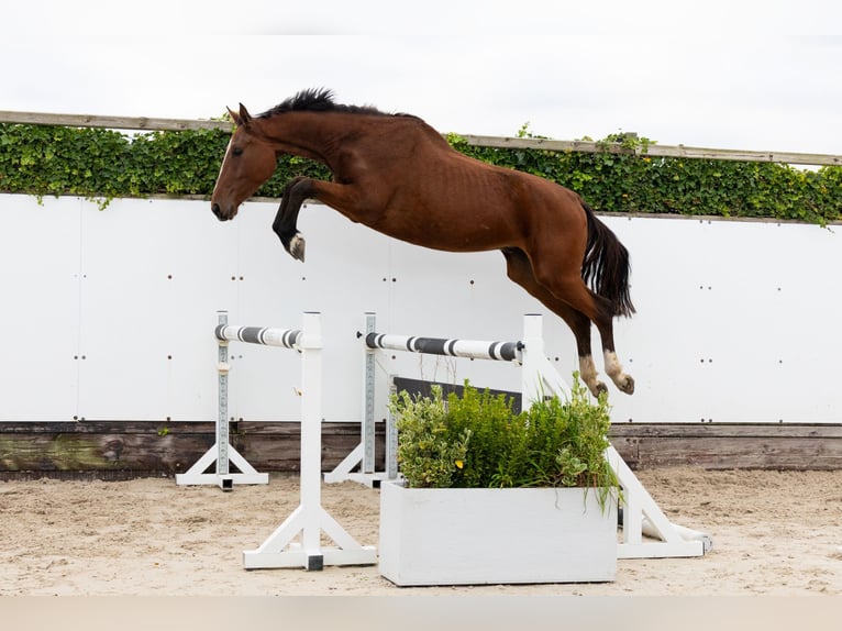 Zangersheide Castrone 3 Anni 169 cm Baio in Lochem