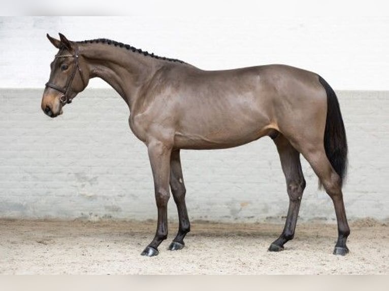 Zangersheide Castrone 3 Anni 170 cm Baio in Heerde