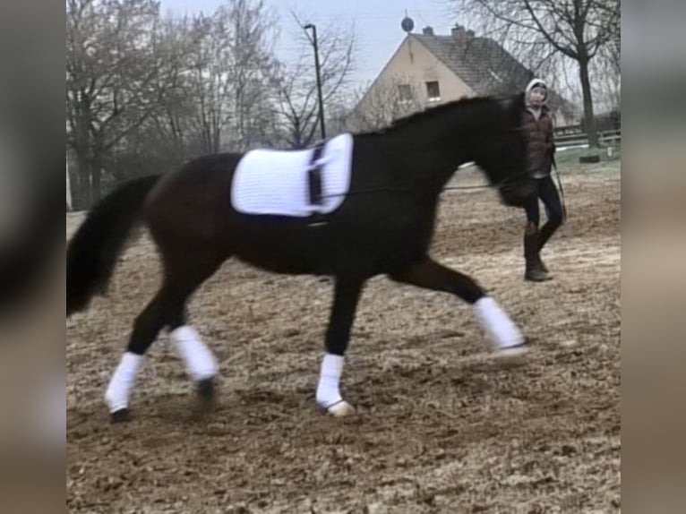 Zangersheide Castrone 3 Anni 170 cm Baio scuro in Brandenburg an der Havel