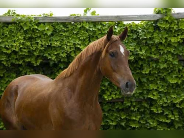 Zangersheide Castrone 3 Anni 172 cm Sauro in Waddinxveen
