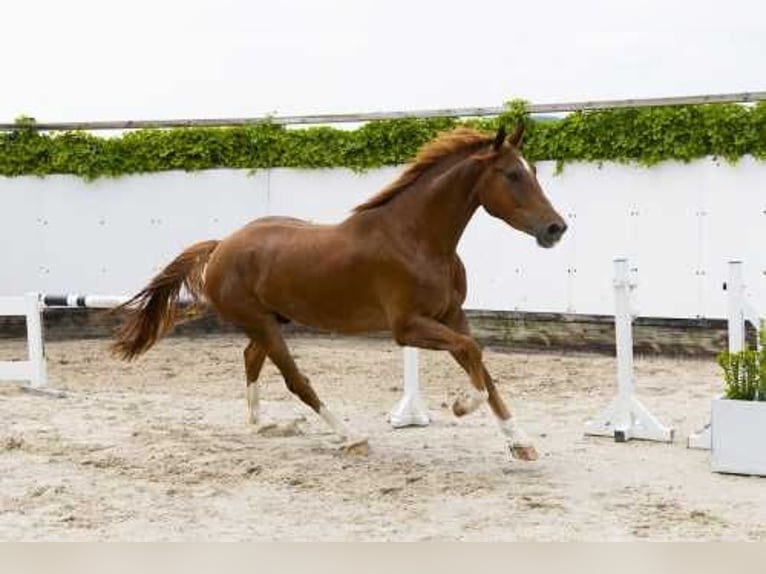 Zangersheide Castrone 3 Anni 172 cm Sauro in Waddinxveen