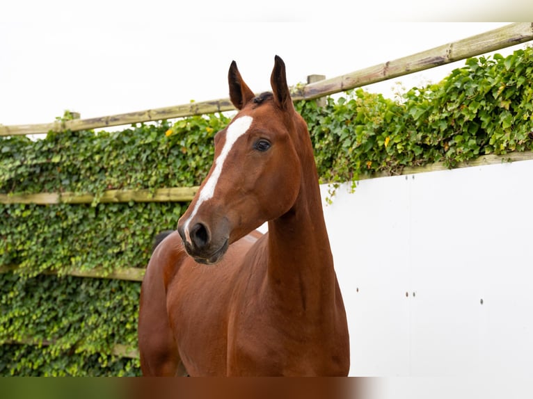 Zangersheide Castrone 3 Anni 173 cm Baio in Waddinxveen