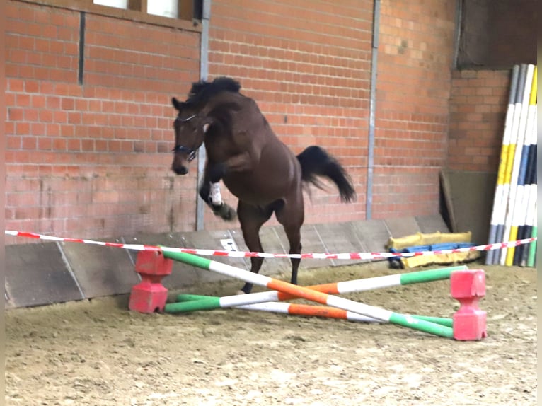 Zangersheide Castrone 3 Anni 176 cm Baio in uelsen