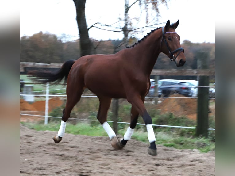 Zangersheide Castrone 3 Anni 176 cm Baio in uelsen
