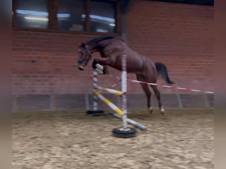 Zangersheide Castrone 3 Anni 176 cm Baio in Wachtendonk