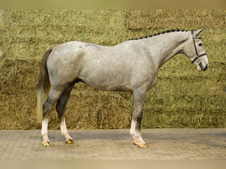 Zangersheide Castrone 3 Anni 177 cm Grigio in Bladel