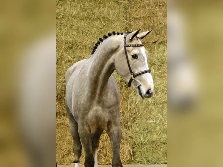 Zangersheide Castrone 3 Anni 177 cm Grigio in Bladel