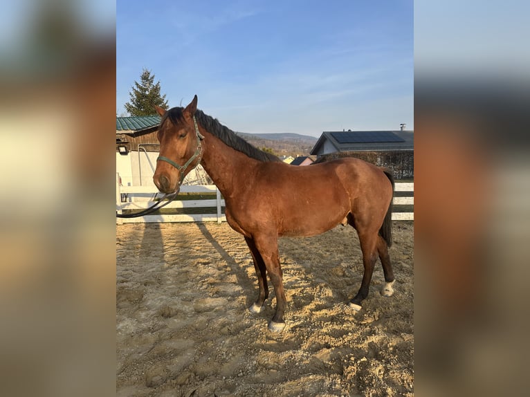 Zangersheide Castrone 4 Anni 157 cm Baio in Zella-Mehlis