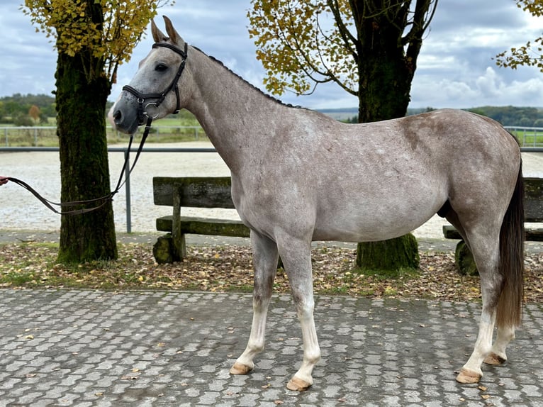 Zangersheide Castrone 4 Anni 161 cm Grigio in Merzig