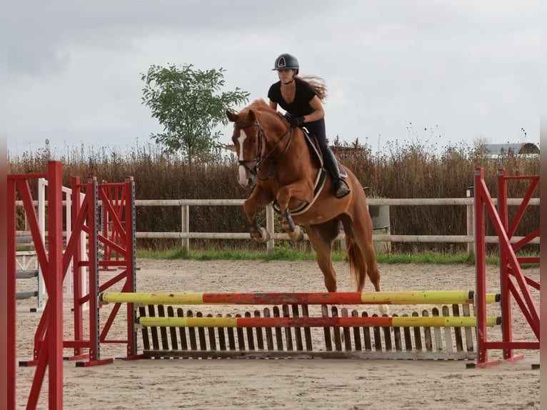 Zangersheide Castrone 4 Anni 162 cm Sauro in Bernay
