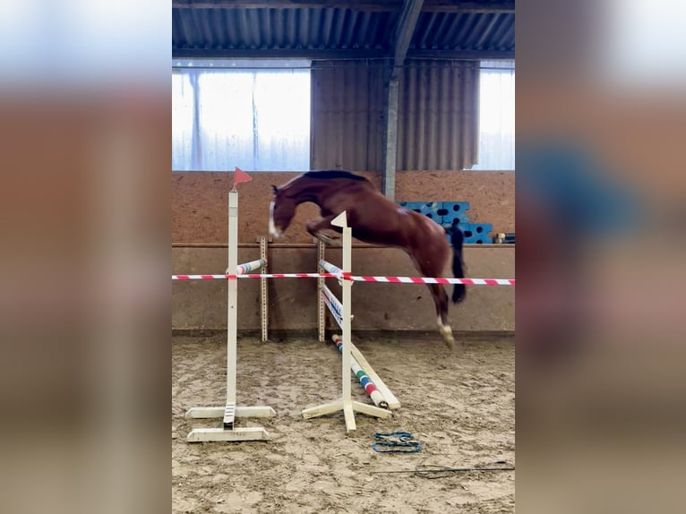 Zangersheide Castrone 4 Anni 163 cm Baio in Hude (Oldenburg)