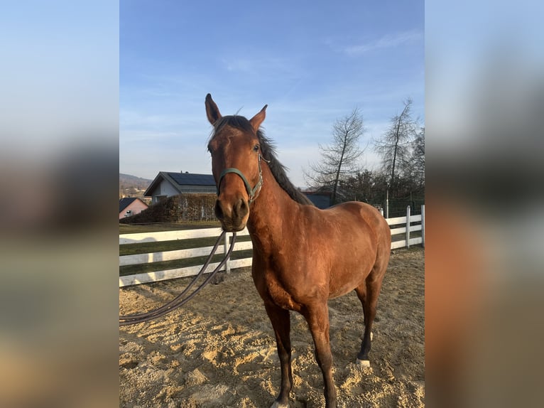 Zangersheide Castrone 4 Anni 164 cm Baio in Zella-Mehlis