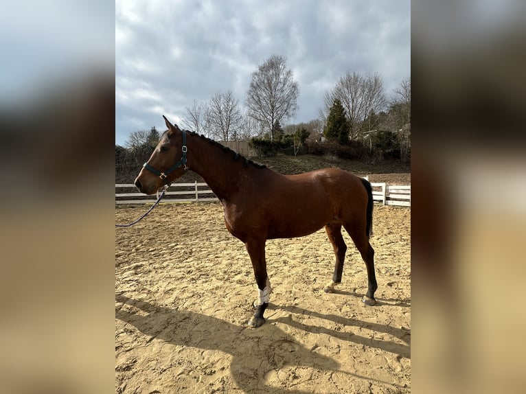 Zangersheide Castrone 4 Anni 164 cm Baio in Zella-Mehlis