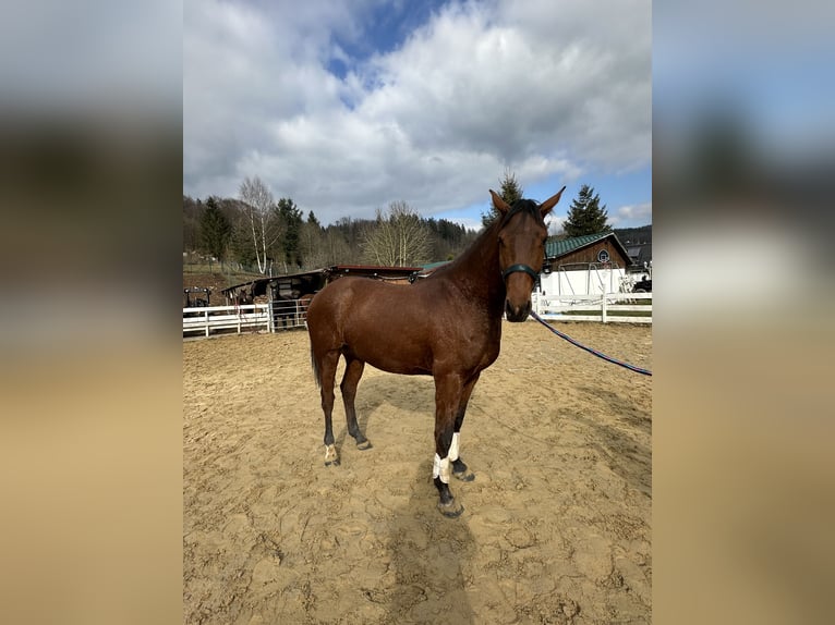 Zangersheide Castrone 4 Anni 164 cm Baio in Zella-Mehlis