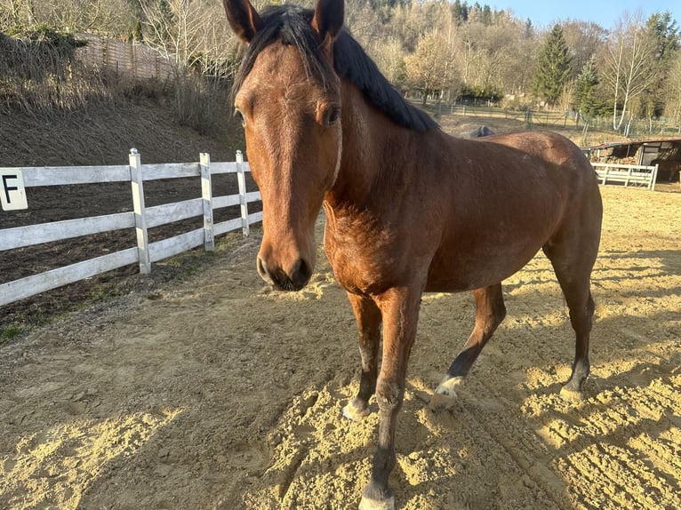 Zangersheide Castrone 4 Anni 164 cm Baio in Zella-Mehlis