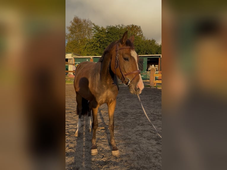 Zangersheide Castrone 4 Anni 164 cm Baio scuro in Neuferchau