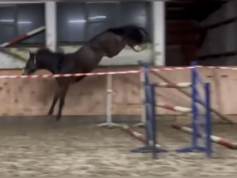 Zangersheide Castrone 4 Anni 164 cm Baio scuro in Neuferchau