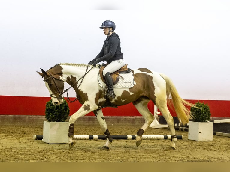 Zangersheide Castrone 4 Anni 164 cm in Waddinxveen