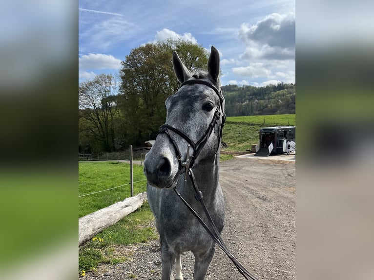 Zangersheide Castrone 4 Anni 164 cm Grigio pezzato in Witten