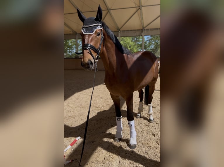Zangersheide Castrone 4 Anni 165 cm Baio in München