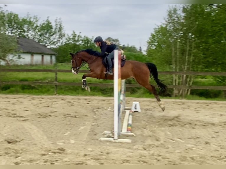 Zangersheide Castrone 4 Anni 165 cm Baio in Hude (Oldenburg)Hude