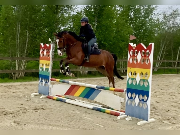 Zangersheide Castrone 4 Anni 165 cm Baio in Hude (Oldenburg)Hude