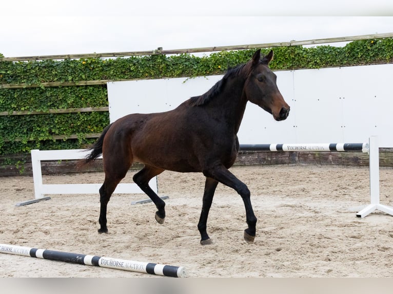 Zangersheide Castrone 4 Anni 165 cm Baio scuro in Waddinxveen Zangersheide Castrone 4 Anni 165 cm Baio scuro in Waddinxveen